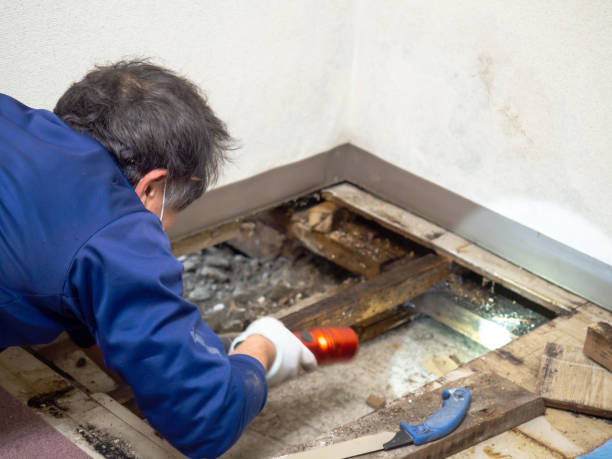 Best Mold Removal Near Me  in New London, TX