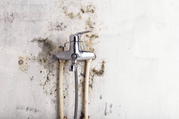 Best Mold Removal Company Near Me  in New London, TX
