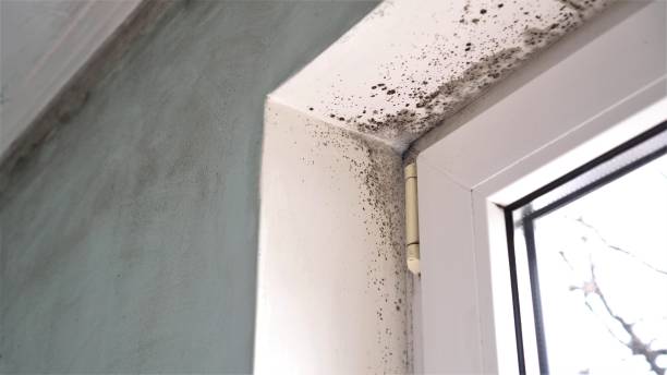 Best Mold Testing  in New London, TX