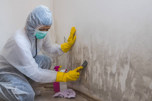 Best Toxic Mold Removal  in New London, TX
