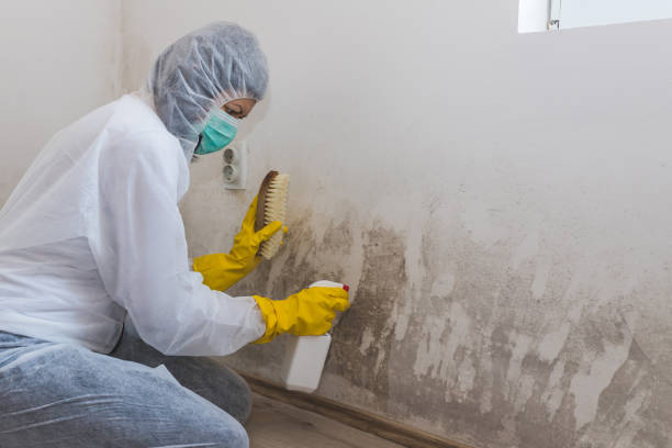 Best Mold Testing  in New London, TX
