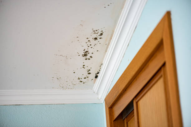 Best Same-Day Mold Removal  in New London, TX