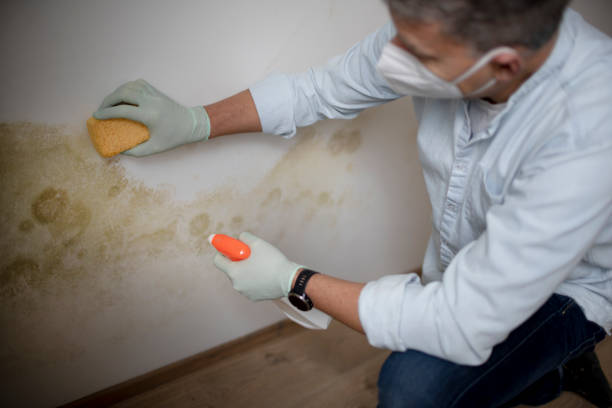 Best Crawl Space Mold Removal  in New London, TX