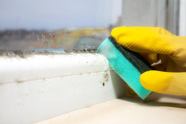 Best Fast Mold Removal  in New London, TX