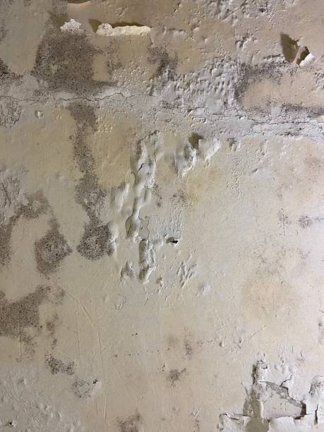  New London, TX Mold Removal Pros