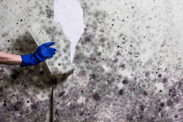 Trusted New London, TX Mold Removal Experts