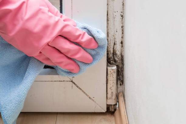 Best Attic Mold Removal  in New London, TX